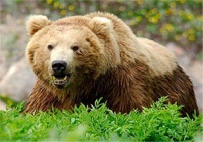 بلاتکلیفی جبران خسارت گاو‌های تلف‌شده در حمله خرس‌ها