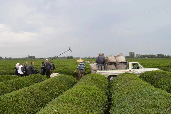 چایکاران به جای کاشت چای ویلا می‌سازند