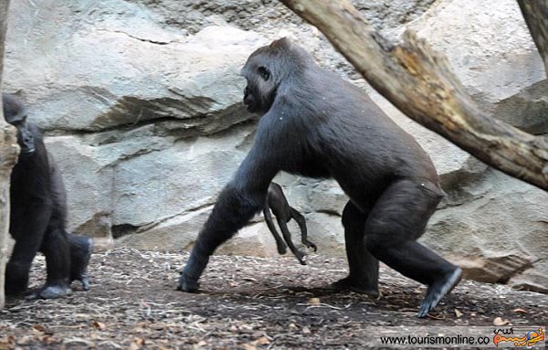 تصاویر:گوریلی که از بچه مُرده اش دل نمی کند! تصاویر:گوریلی که از بچه مُرده اش دل نمی کند!