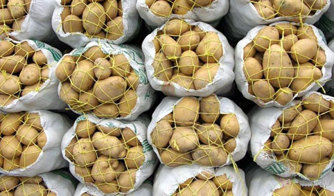 امحای ۱۷۰۰ تن سیب زمینی به اسم تنظیم بازار و سکوت مسئولان