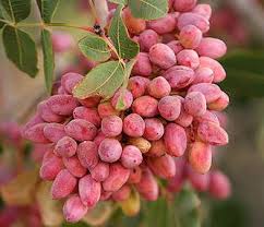 خواص پسته و مضرات پسته