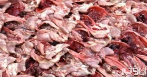 فروش گوشت موش به جای مرغ! +عکس
