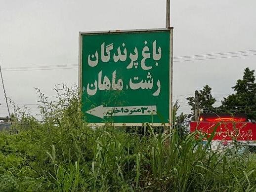 حسرت تحقق یک وعده/ خواب پرندگان «باغ ماهان» آشفته شد حسرت تحقق یک وعده/ خواب پرندگان «باغ ماهان» آشفته شد