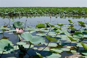 گسترش همکاری ایران و ژاپن برای حفظ تالاب بین المللی انزلی گسترش همکاری ایران و ژاپن برای حفظ تالاب بین المللی انزلی