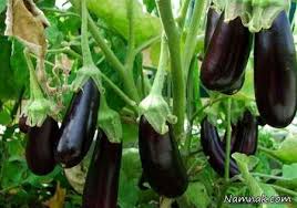 بادمجان‌هایی به رنگ موز! +عکس