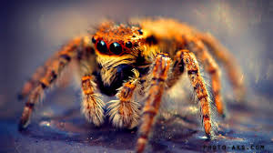 نبرد دو عنکبوت سمی برای تصاحب سوراخ دیوار +فیلم