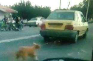 راننده تاکسی سگ‌آزار در صومعه‌سرا به حبس محکوم شد