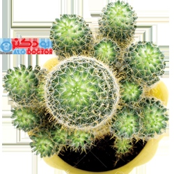 با رژیم کاکتوس ۱۵ کیلو لاغر شوید!