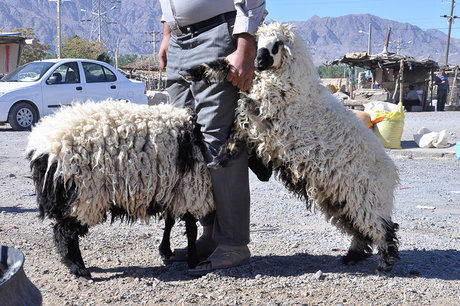 جلوگیری از فروش هرگونه دام زنده در سطح شهر جلوگیری از فروش هرگونه دام زنده در سطح شهر