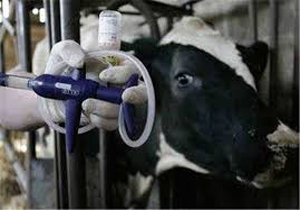 دومین مرحله واکسیناسیون سراسری «تب برفکی» در گیلان دومین مرحله واکسیناسیون سراسری «تب برفکی» در گیلان