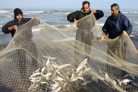 ۴۱۰ تُن انواع ماهیان استخوانی در گیلان صید شد ۴۱۰ تُن انواع ماهیان استخوانی در گیلان صید شد