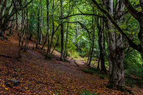 سفیر اکوادو در طرح "بی زباله" گیلان مشارکت میکند سفیر اکوادو در طرح “بی زباله” گیلان مشارکت میکند