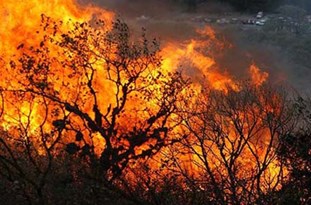 علت بروز آتش سوزی های اخیر جنگل های گیلان، عامل انسانی بود علت بروز آتش سوزی های اخیر جنگل های گیلان، عامل انسانی بود