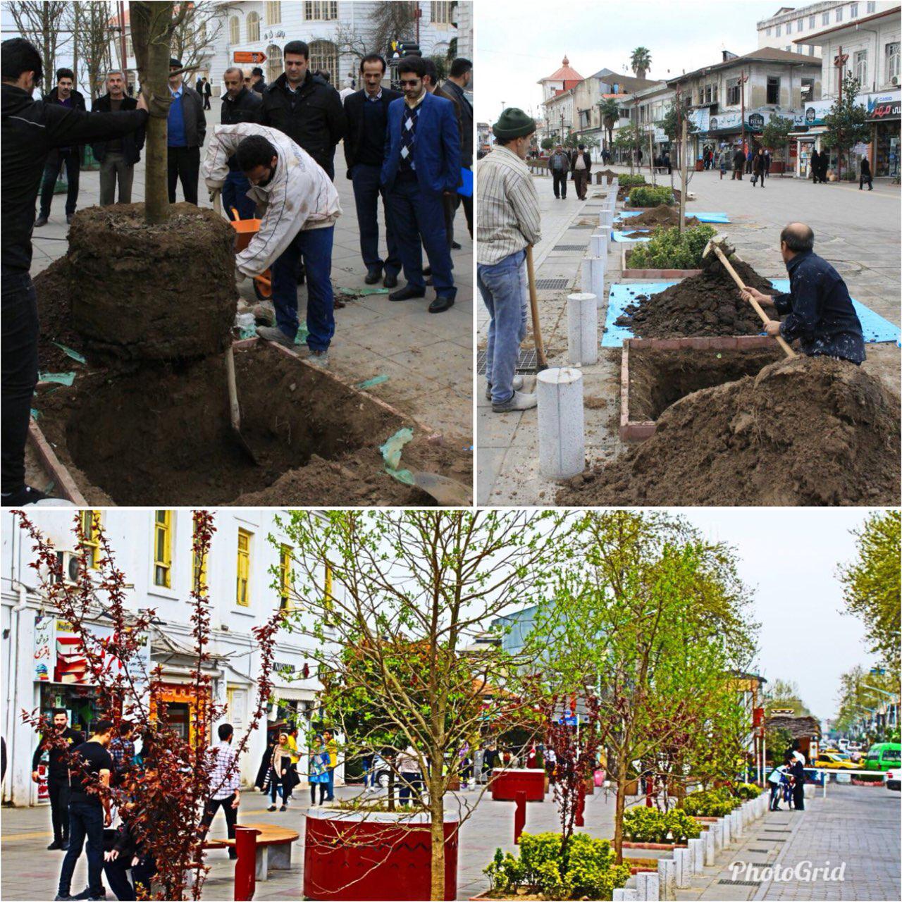 کاشت ۲۵ اصله درخت بالغ در خیابان سعدی و خیابان شریعتی محدوده پیاده راه فرهنگی رشت کاشت ۲۵ اصله درخت بالغ در خیابان سعدی و خیابان شریعتی محدوده پیاده راه فرهنگی رشت