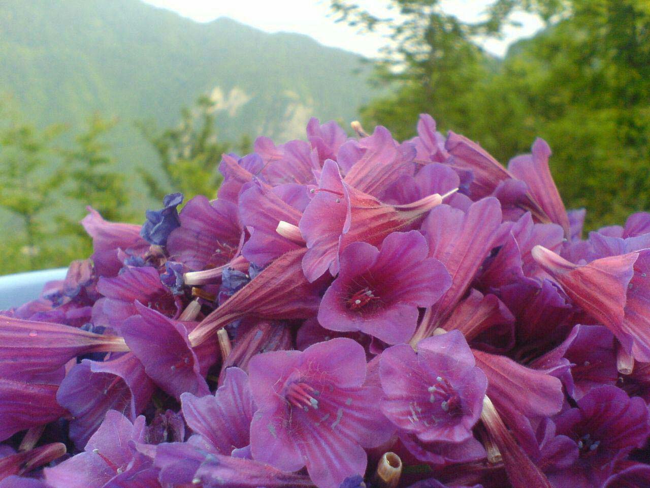 جشنواره گل گاوزبان در اشکورات رودسر برگزار میشود/ تأمین ۶۵ درصد گل گاوزبان کشور از اشکورات جشنواره گل گاوزبان در اشکورات رودسر برگزار میشود/ تأمین ۶۵ درصد گل گاوزبان کشور از اشکورات