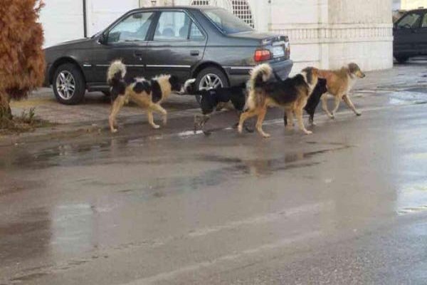 ساماندهی سگ‌های ولگرد در رشت