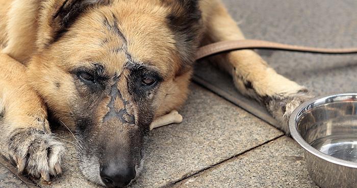 فرد حیوان آزار فومنی به شلاق محکوم شد