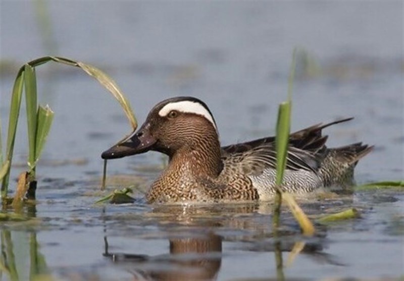 شکار"خوتکاهای ابروسفید" در تالابها و آبگیرهای گیلان ممنوع است شکار”خوتکاهای ابروسفید” در تالابها و آبگیرهای گیلان ممنوع است