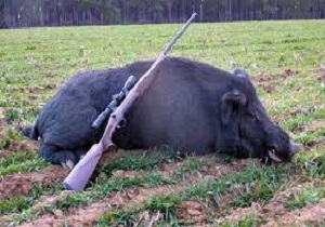 دستگیری شکارچیان گراز در رضوانشهر