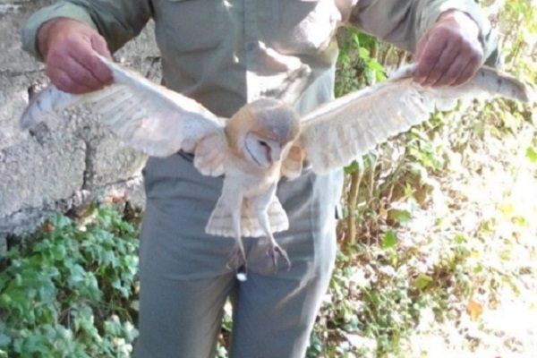 رهاسازی یک بهله جغد انبار در شفت