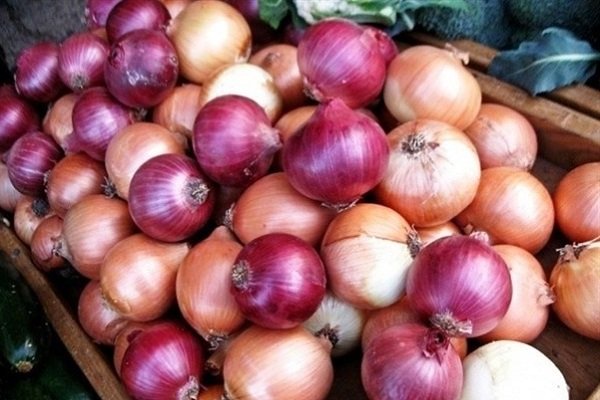 سرما دلیل تاخیر ورود پیاز به بازار