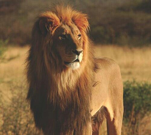 شیر ایرانی پس از ۸۰ سال به ایران بازگشت