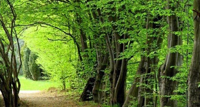 زیباترین جنگل‌های ایران را می‌شناسید؟