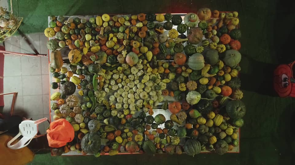 تصاویر چهارمین جشنواره کدو در پیاده راه فرهنگی رشت تصاویر چهارمین جشنواره کدو در پیاده راه فرهنگی رشت