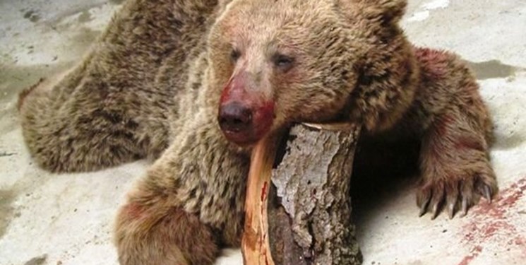 قاتلان خرس سوادکوهی تبرئه شدند قاتلان خرس سوادکوهی تبرئه شدند