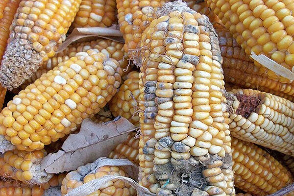 تکلیف "ذرتهای آلوده" چه شد؟ تکلیف “ذرتهای آلوده” چه شد؟