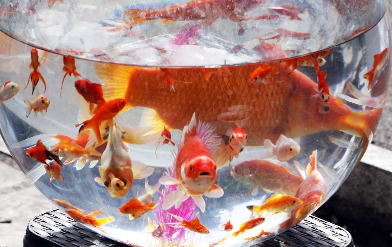 ماجرای ابتلا به کرونا با ماهی قرمز شب عید ماجرای ابتلا به کرونا با ماهی قرمز شب عید