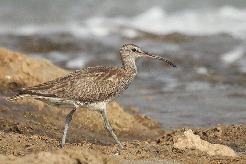 سرعت انقراض پرندگان در حال افزایش است سرعت انقراض پرندگان در حال افزایش است