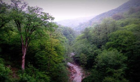 جنگلهای هیرکانی در آستانه نابودی جنگلهای هیرکانی در آستانه نابودی