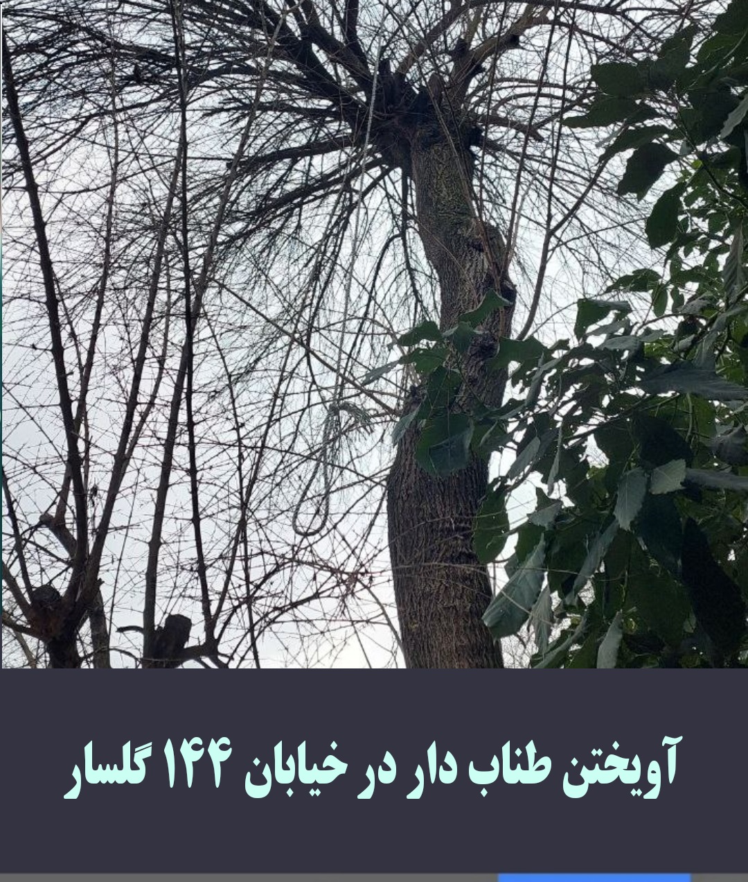 آویختن طناب دار در خیابان ۱۴۴ گلسار