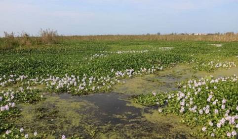 انبوهی اندوه در حوالی روز جهانی تالاب‌ها
