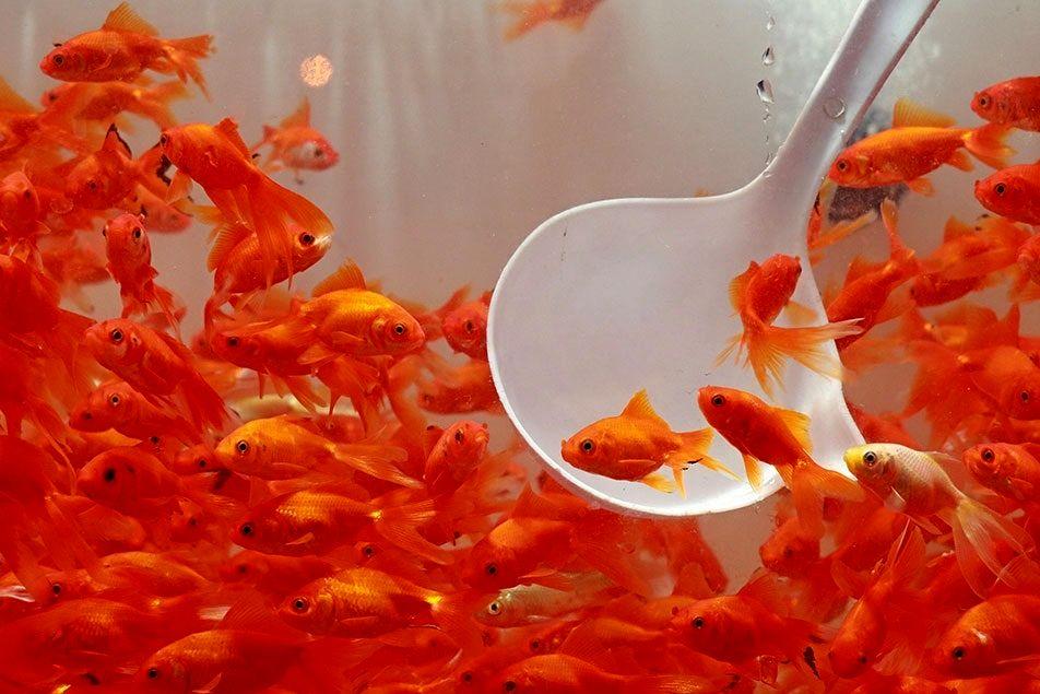 «ماهی قرمز کوچولو» خطر جدی برای محیط زیست