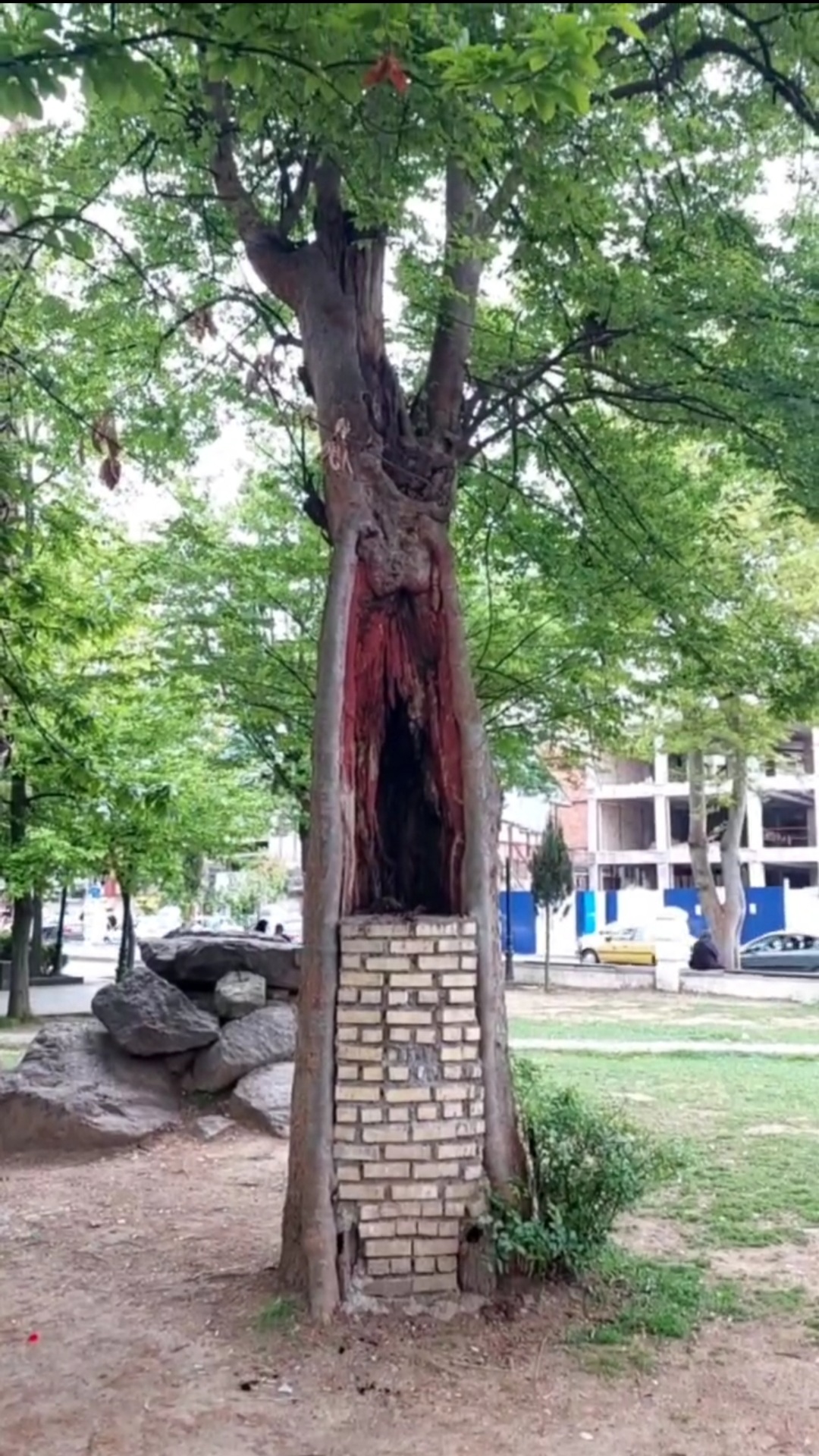 درخت عجیب در سبزه میدان رشت