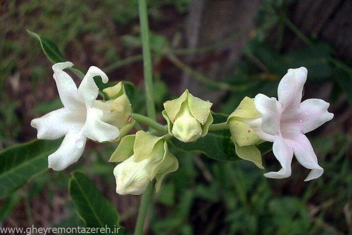 آروجیا؛ مهاجم خوش خط و خال نوظهور طبیعت گیلان