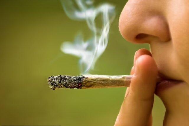 مخدر گل موجود در ایران با قارچ و کپک مخلوط شده است