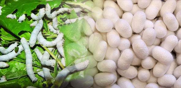 نوغانداری، صنعتی ۲۰۰۰ ساله در ایران چشمانتظار دستان احیاگر نوغانداری، صنعتی ۲۰۰۰ ساله در ایران چشمانتظار دستان احیاگر