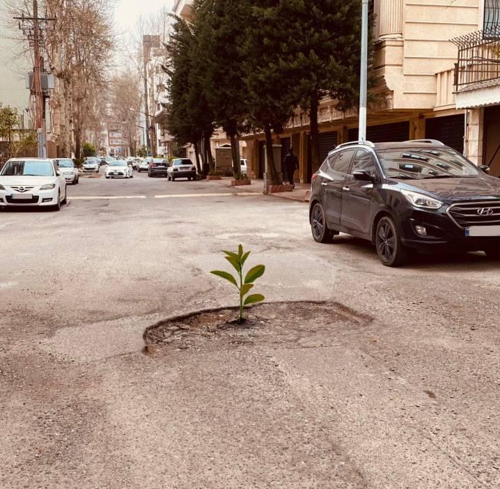 کاشت نهال میوه در چاله خیابان هدایت گلسار!